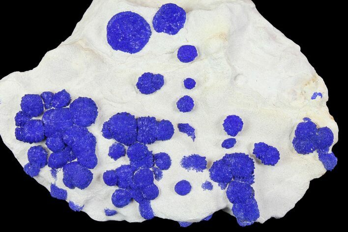 Blue Azurite Sun Cluster on Siltstone - Australia #142794